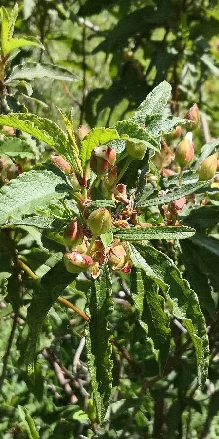 Cistus × aguilari — search result for 'Cistus'