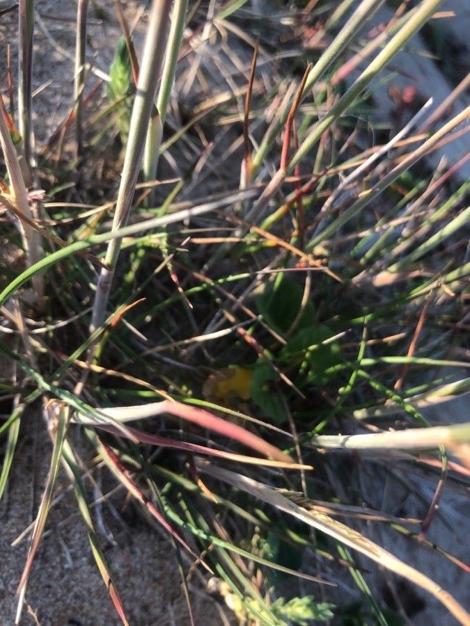 Rostraria cristata leaf