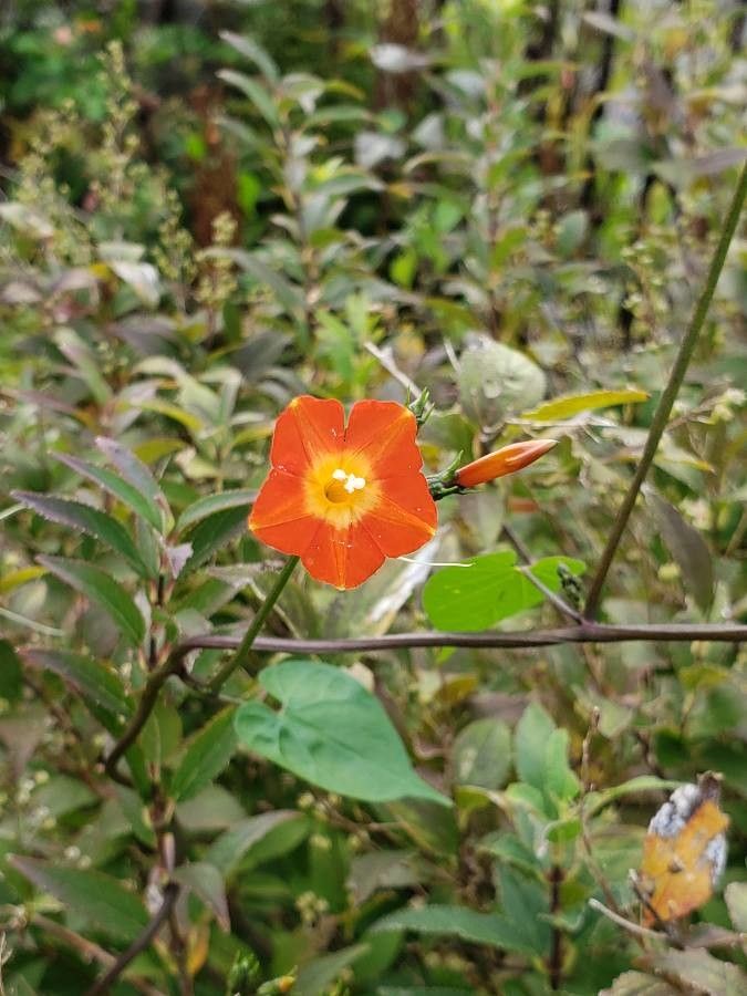Ipomoea cristulata flower
