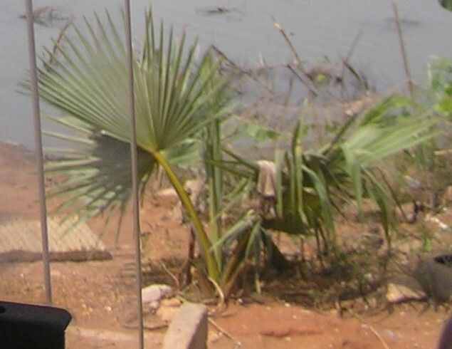 Borassus aethiopum — soil improver houseplant