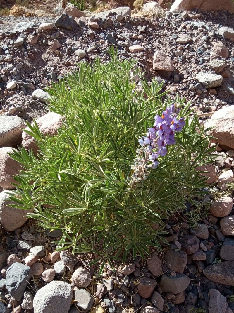 Lupinus oreophilus habit