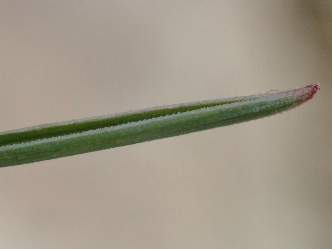 Poa cenisia fruit