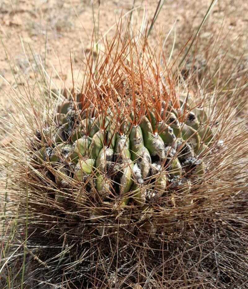 Lobivia chrysochete habit