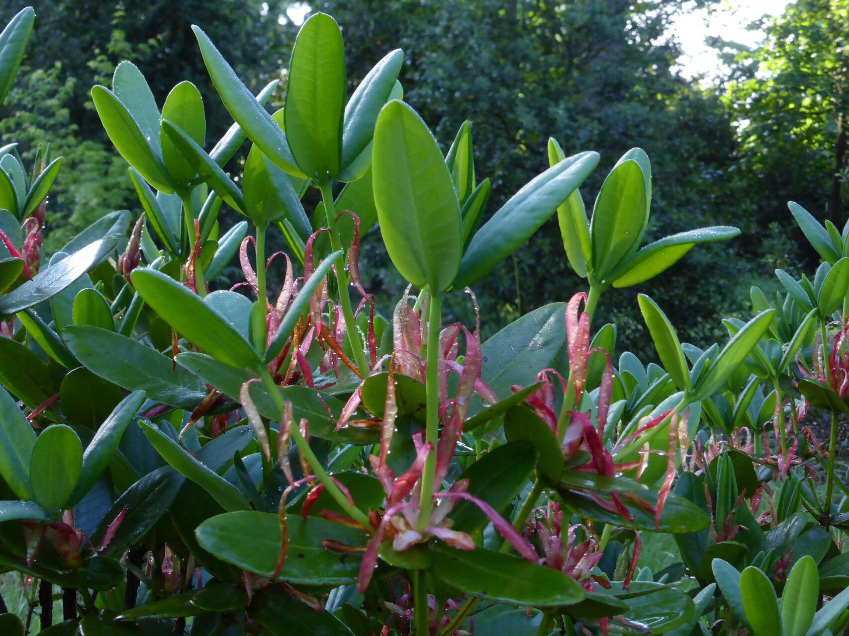 Rhododendron succothii — houseplant care guide