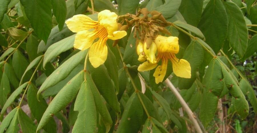 Markhamia obtusifolia — related species from the same genus