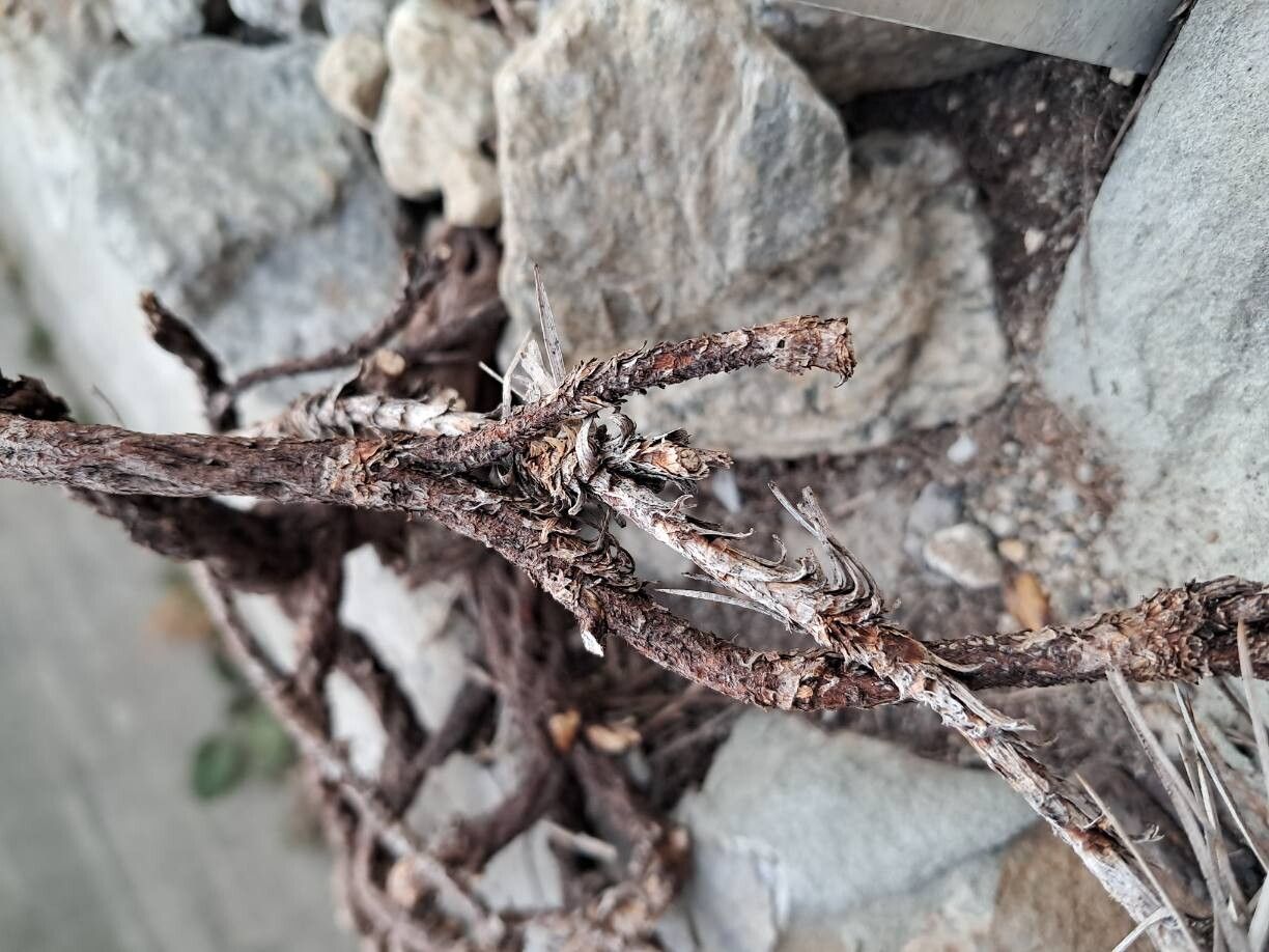 Acantholimon lepturoides bark