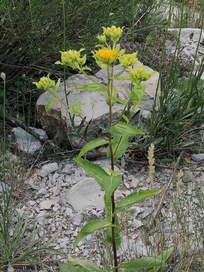 Inula bifrons habit