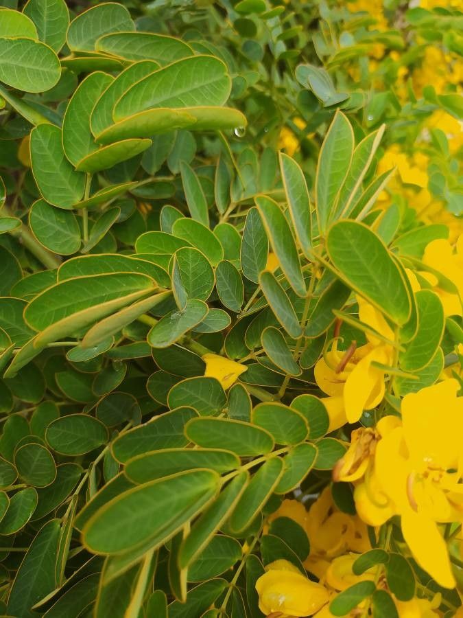 Cassia occidentalis — search result for 'Cassia'
