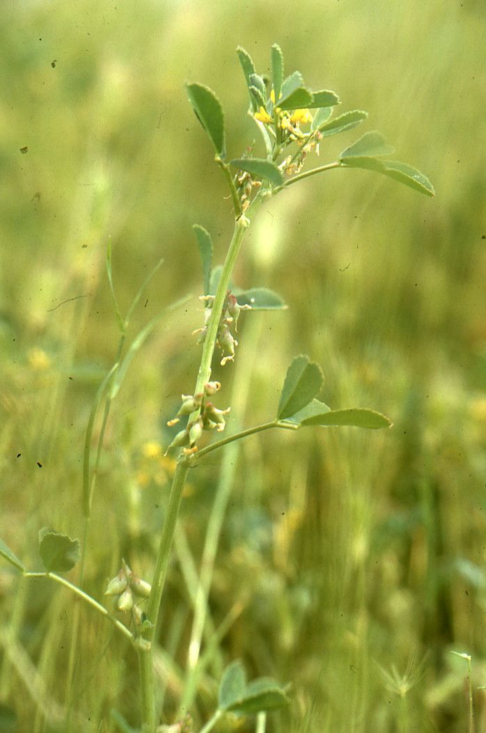 Melilotus siculus — search result for 'Melilotus'