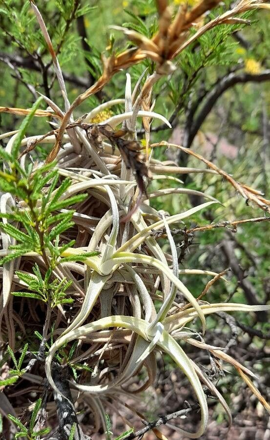 Tillandsia reichenbachii habit