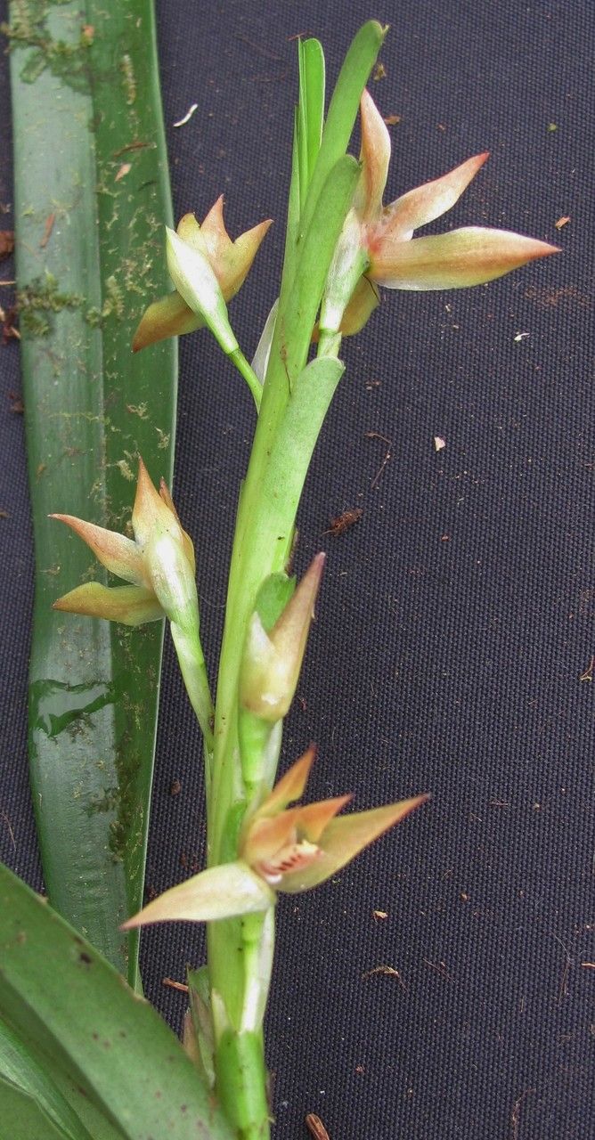 Camaridium nutantiflorum — houseplant care guide