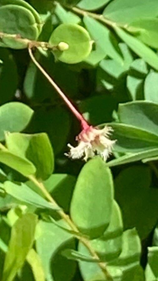 Phyllanthus pulcher flower