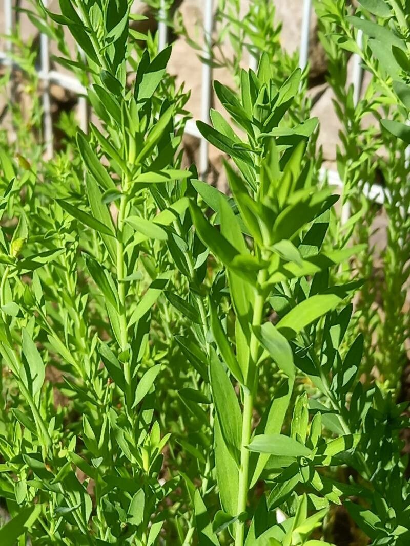 Linum grandiflorum