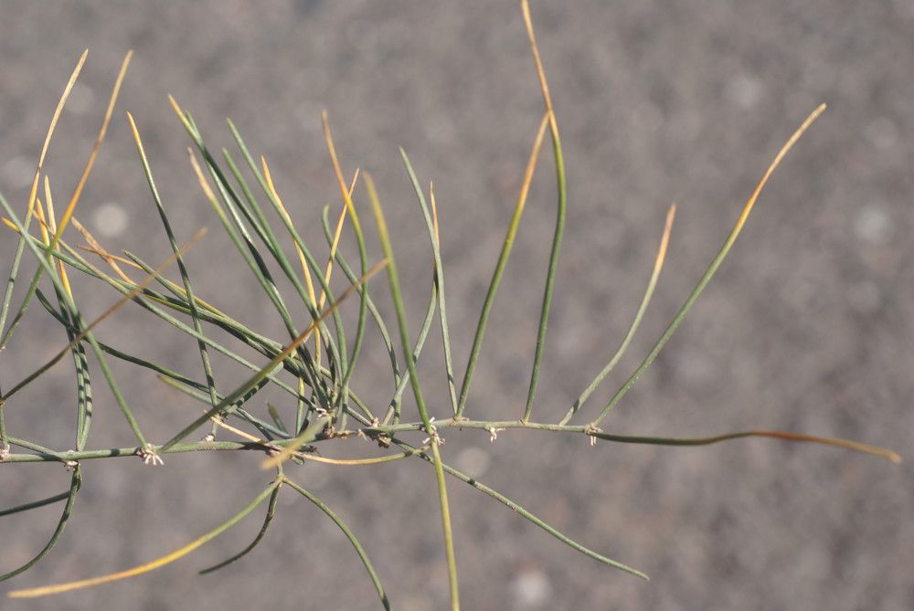 Asparagus arborescens leaf