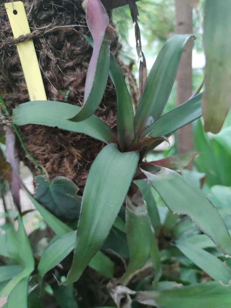 Canistropsis burchellii — related species from the same genus