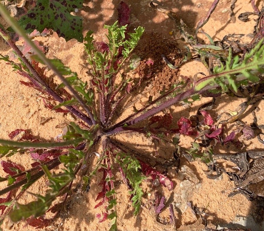 Papaver umbonatum — search result for 'Papaver'