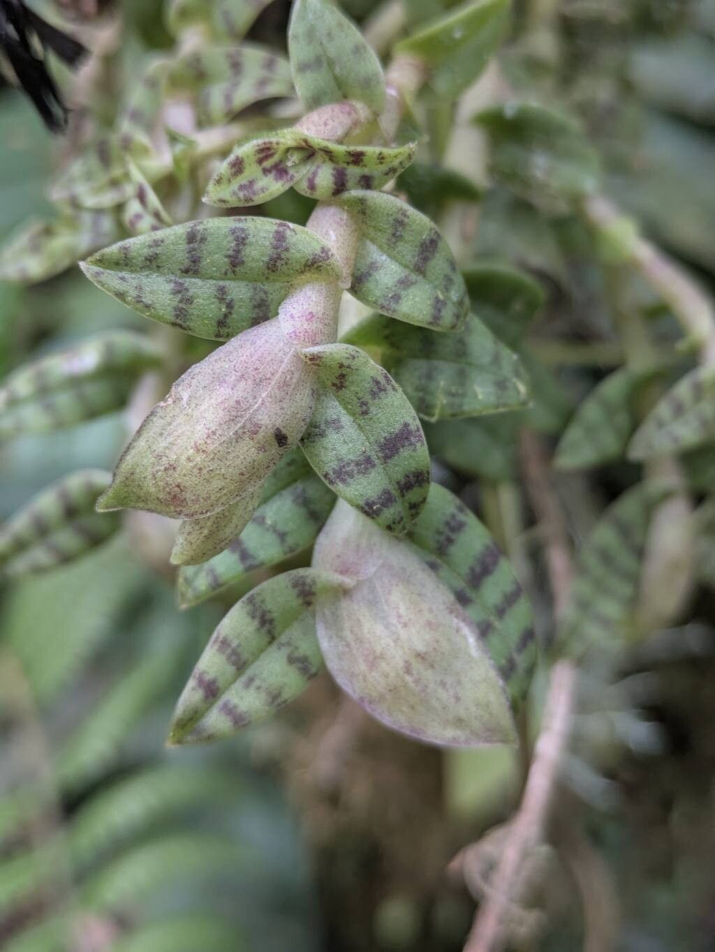 Epidendrum posadarum — search result for 'Epidendrum'