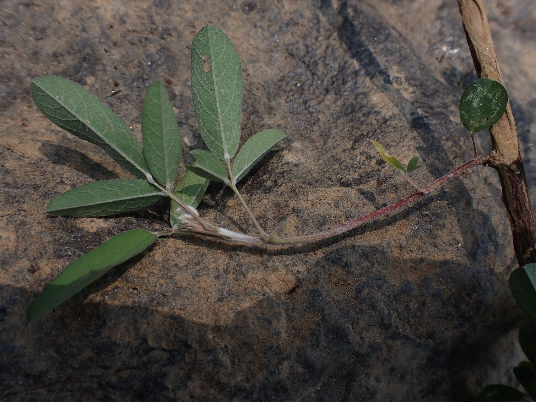 Grona ramosissima leaf