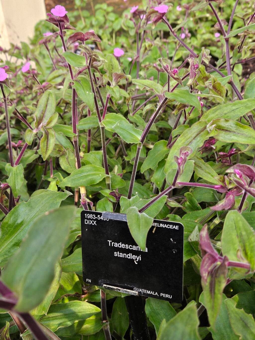 Tradescantia standleyi habit