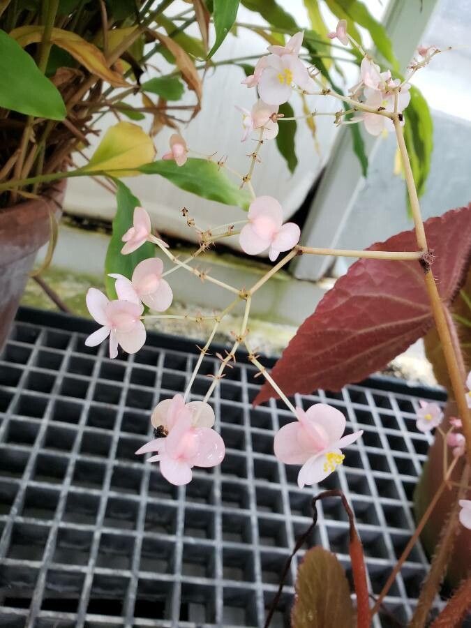 Begonia goegoensis flower