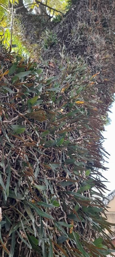 Microgramma mortoniana habit