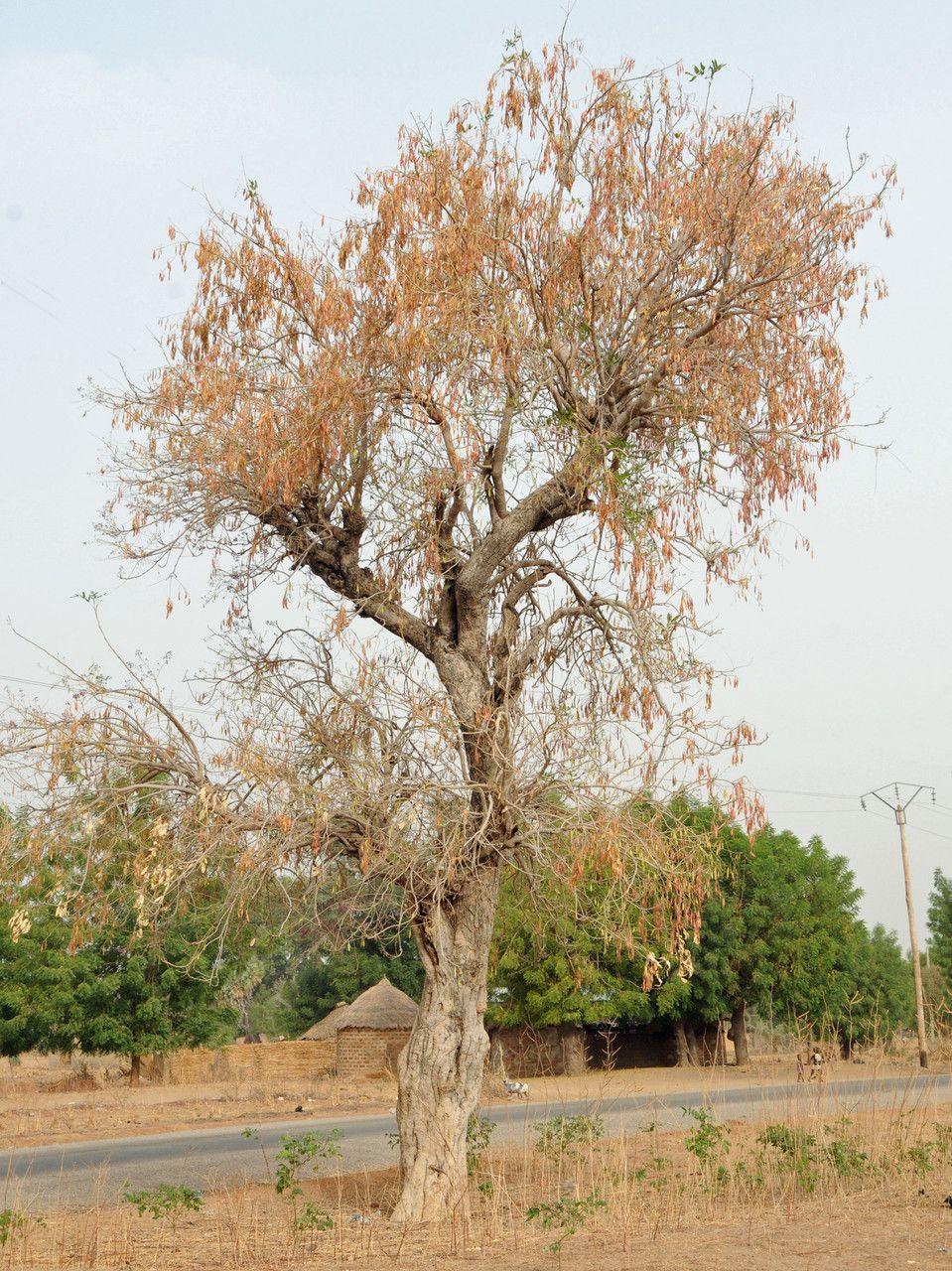 Philenoptera laxiflora habit