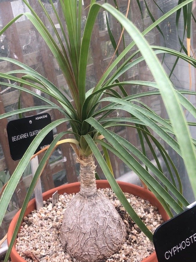 Beaucarnea guatemalensis