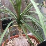 Beaucarnea guatemalensis