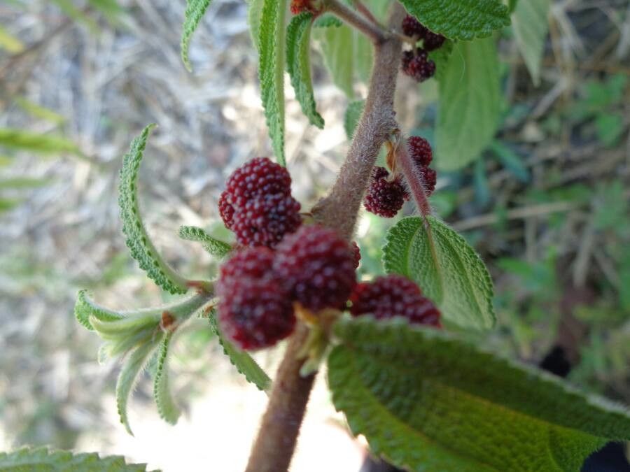 Debregeasia longifolia fruit