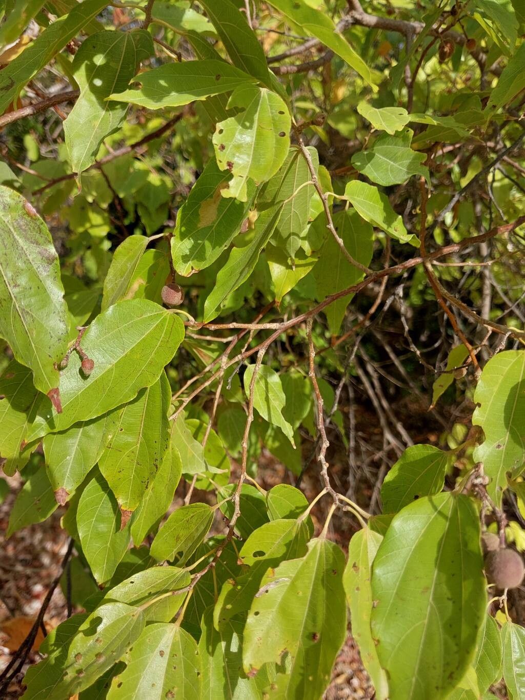 Grewia sambiranensis other