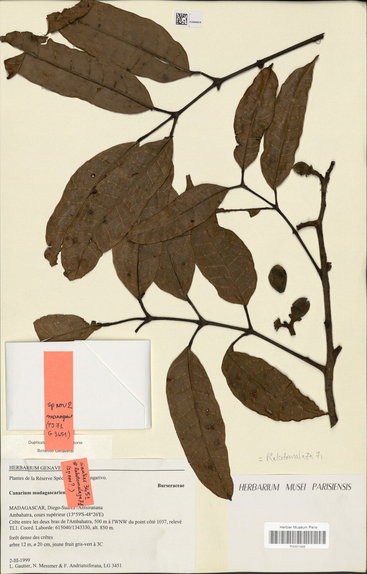 Canarium manongarivum — search result for 'Canarium'