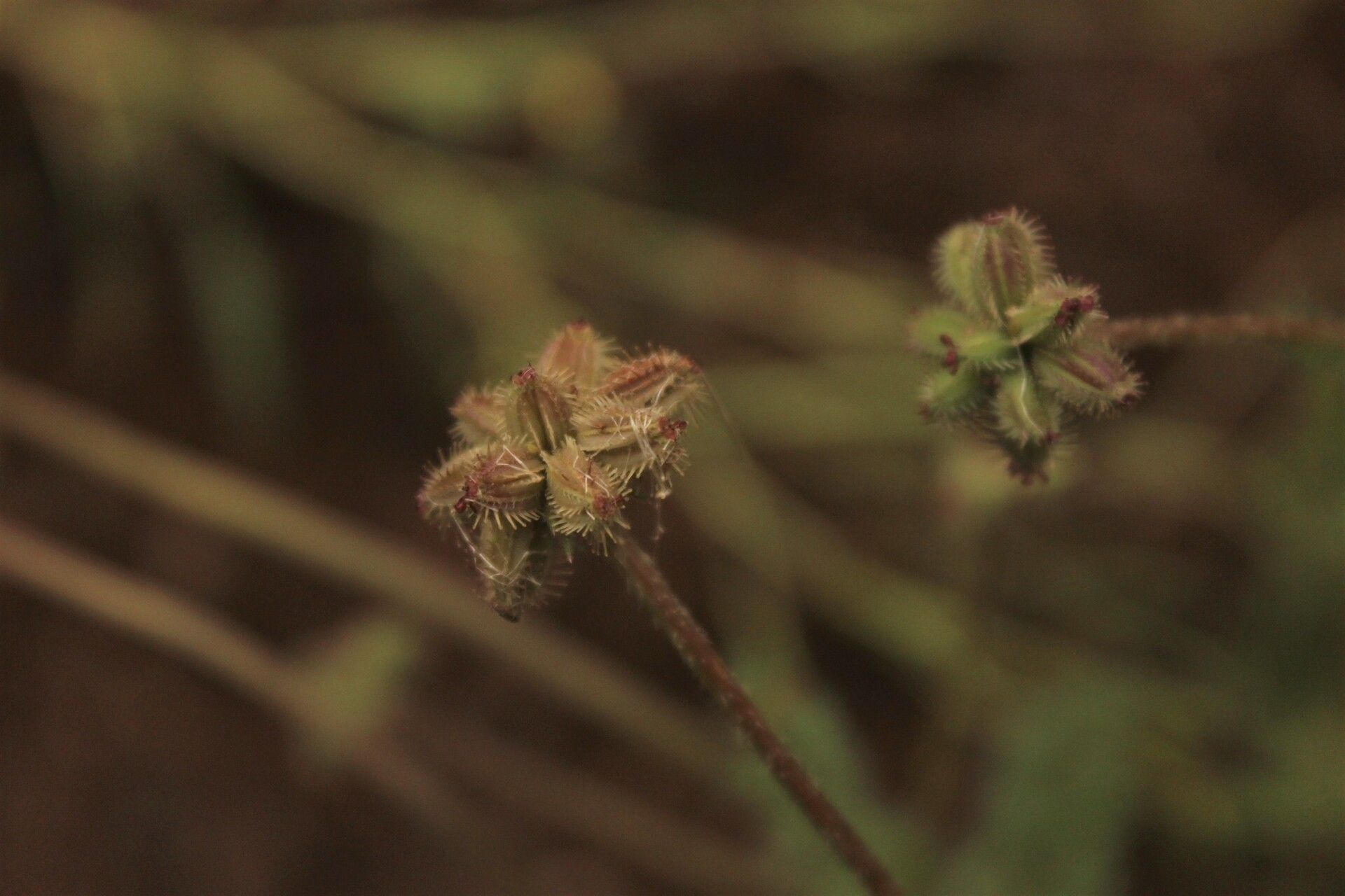 Daucus melananthus fruit