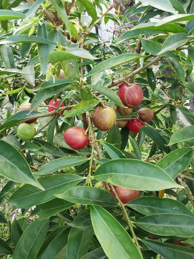 Phaleria macrocarpa fruit