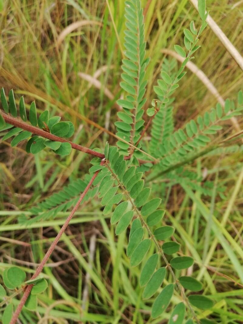 Phyllanthus dinklagei — houseplant care guide