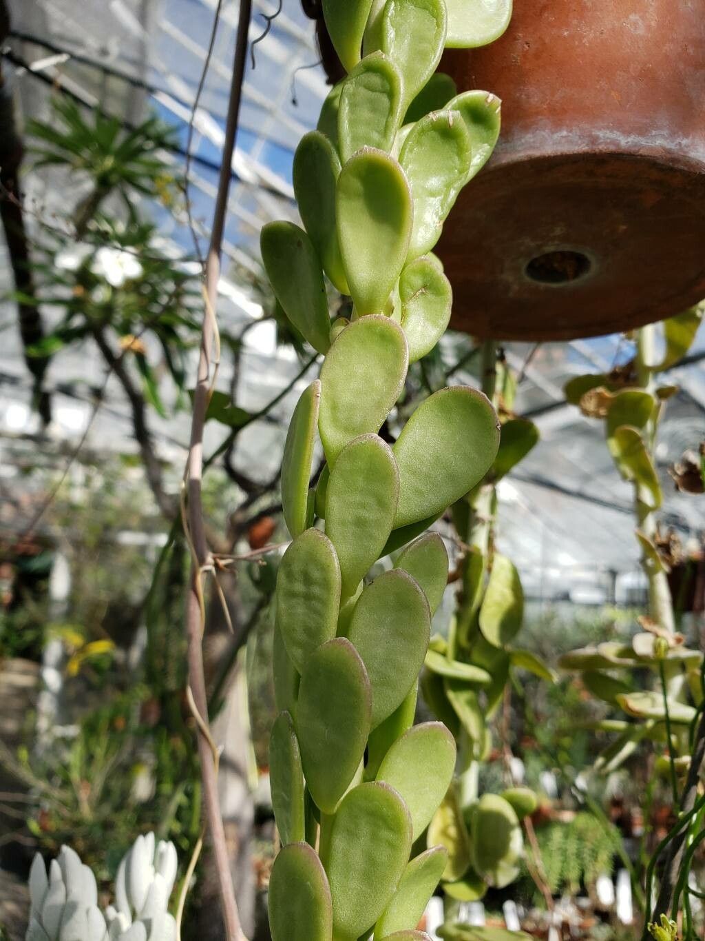 Senecio petraeus leaf