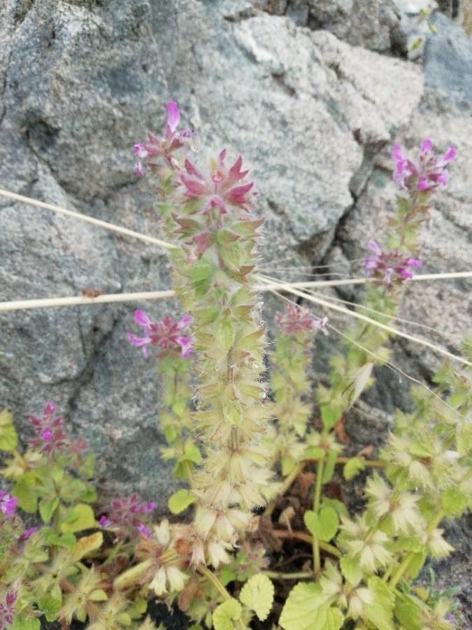 Stachys marrubiifolia flower