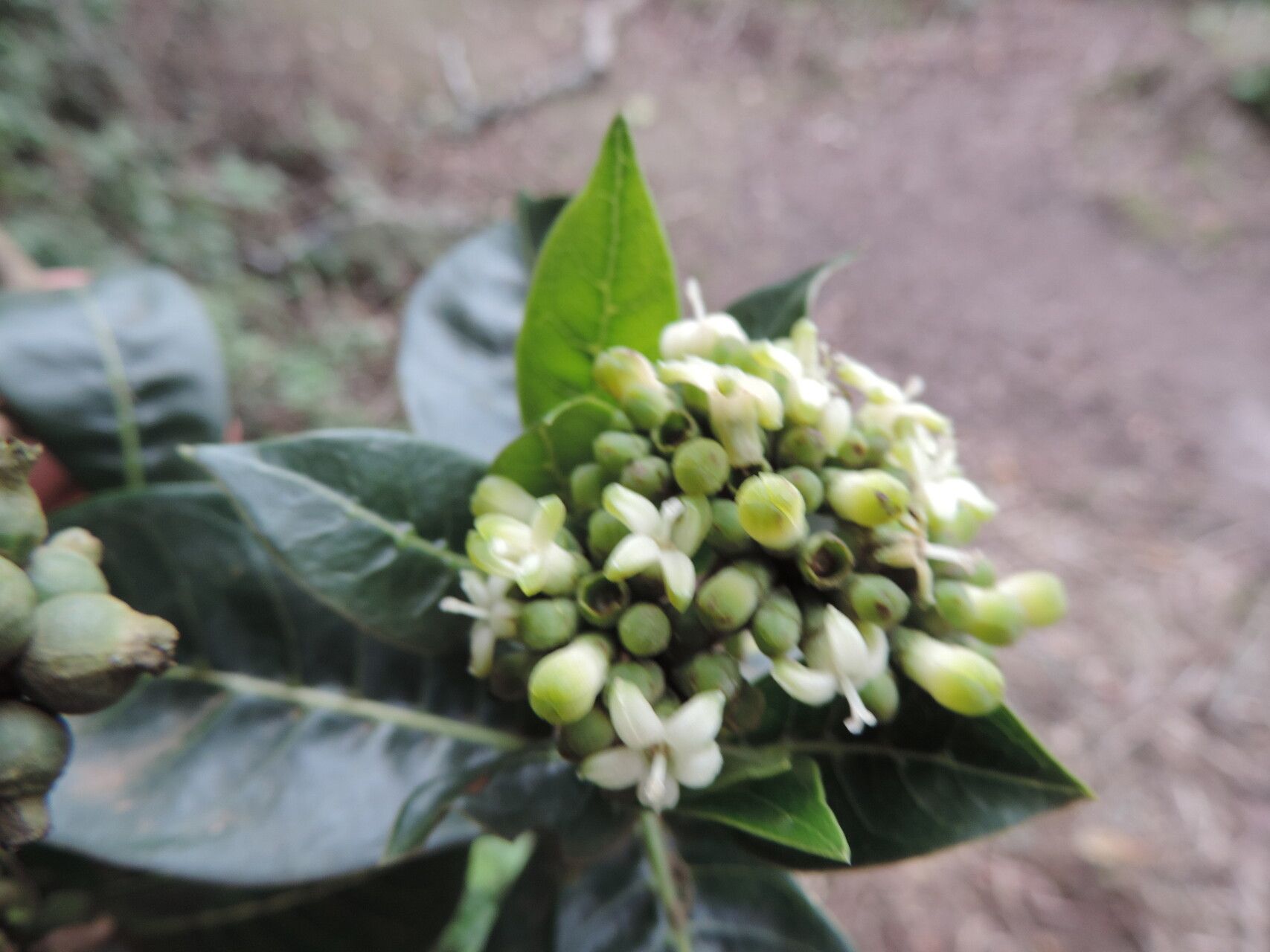 Psychotria mahonii flower
