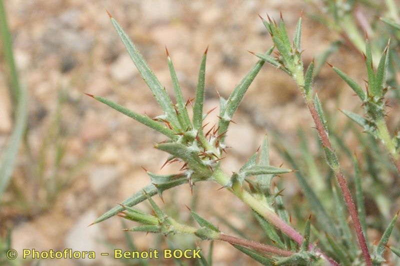 Atractylis delicatula other