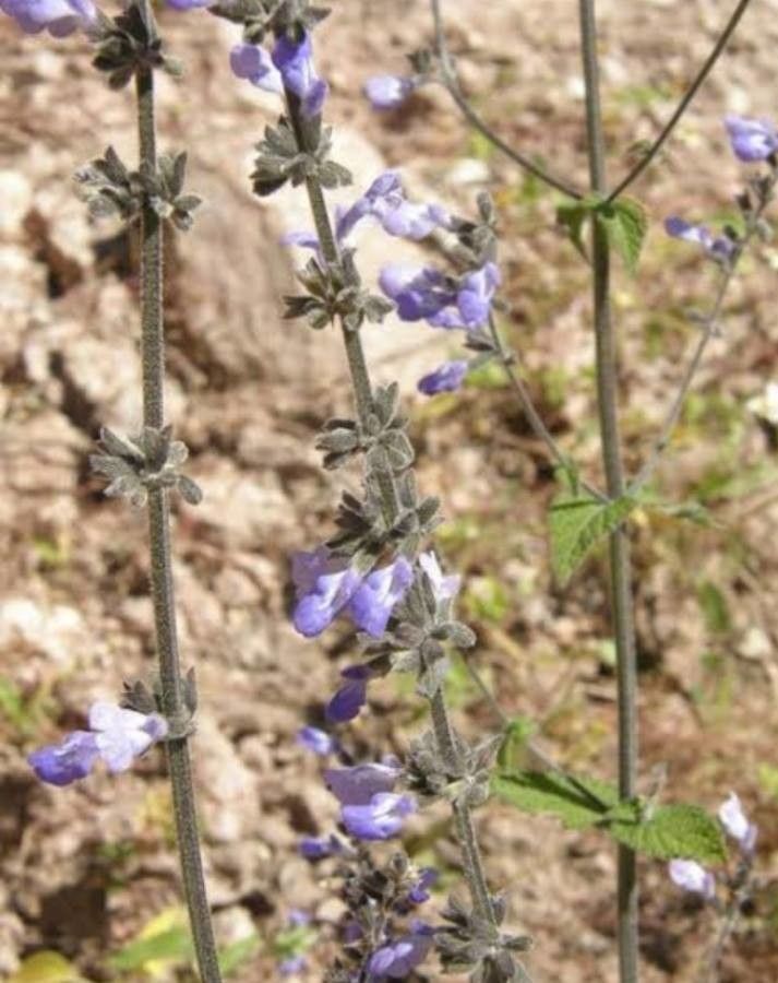 Salvia alamosana — houseplant care guide