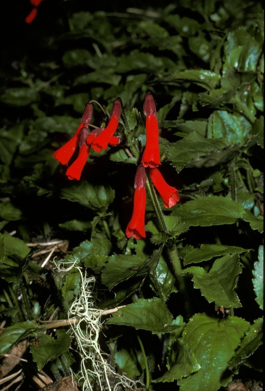 Ourisia alpina flower