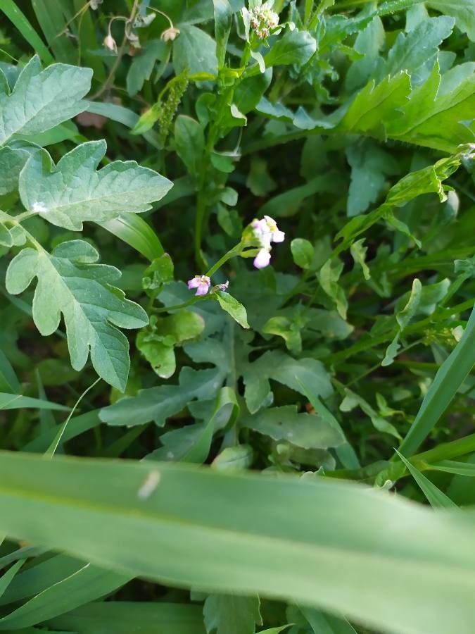 Cakile edentula flower