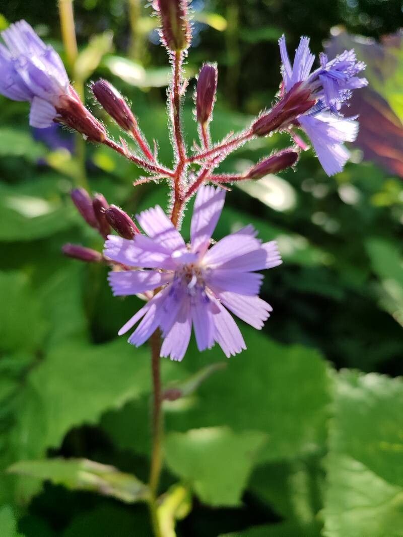 Prenanthes petiolata flower