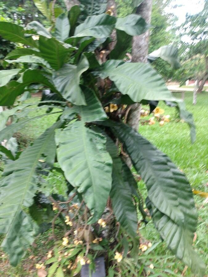 Grias peruviana — related species from the same genus