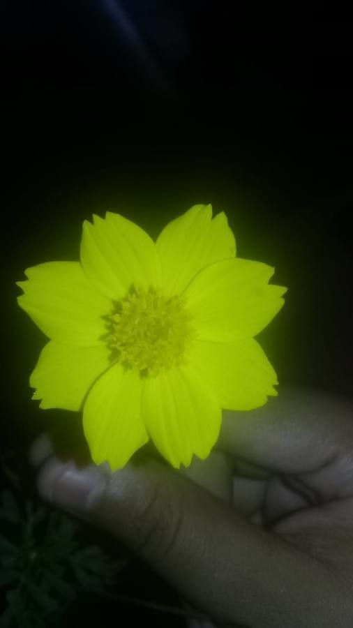 Monolopia major flower