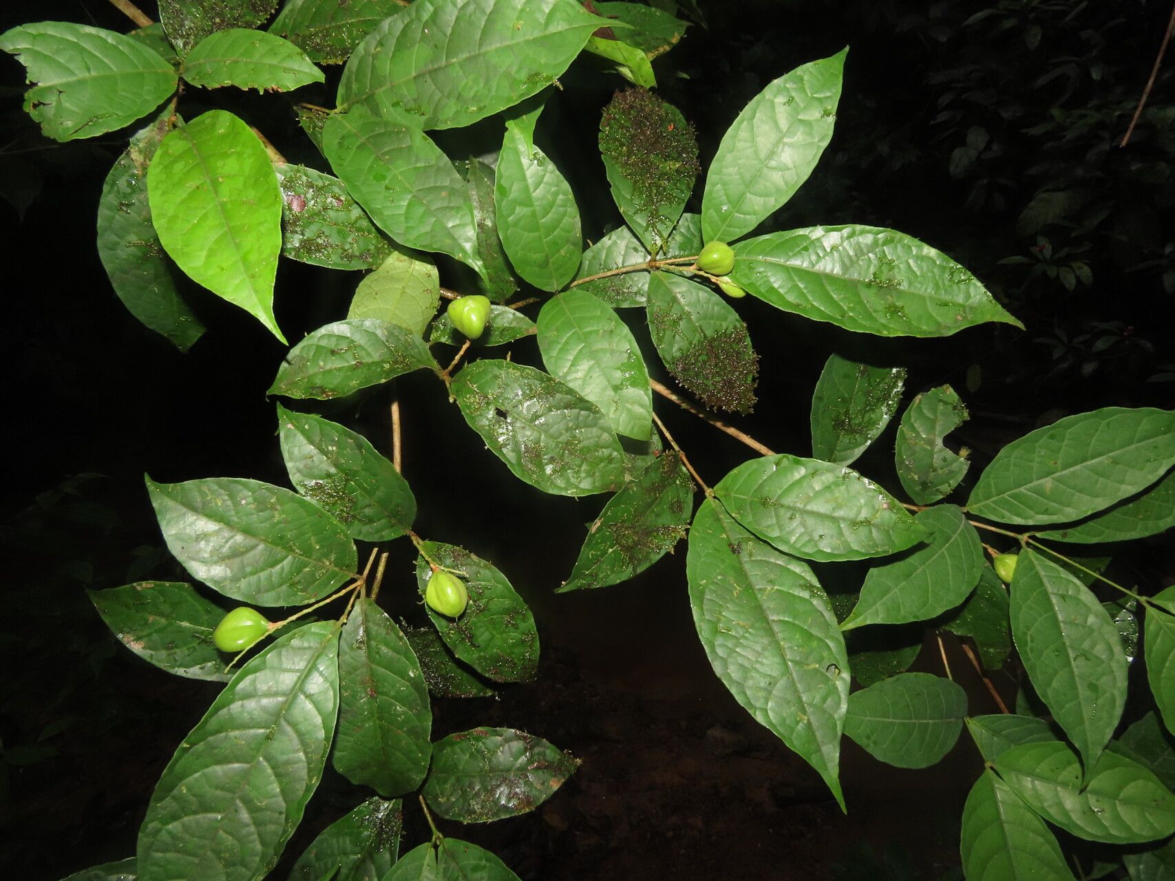 Rinorea squamata — houseplant care guide