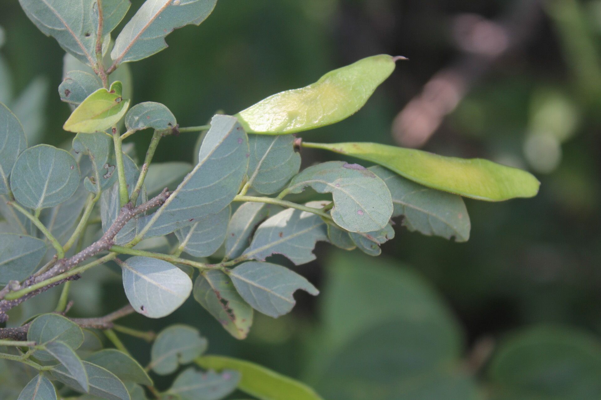 Lonchocarpus lanceolatus fruit