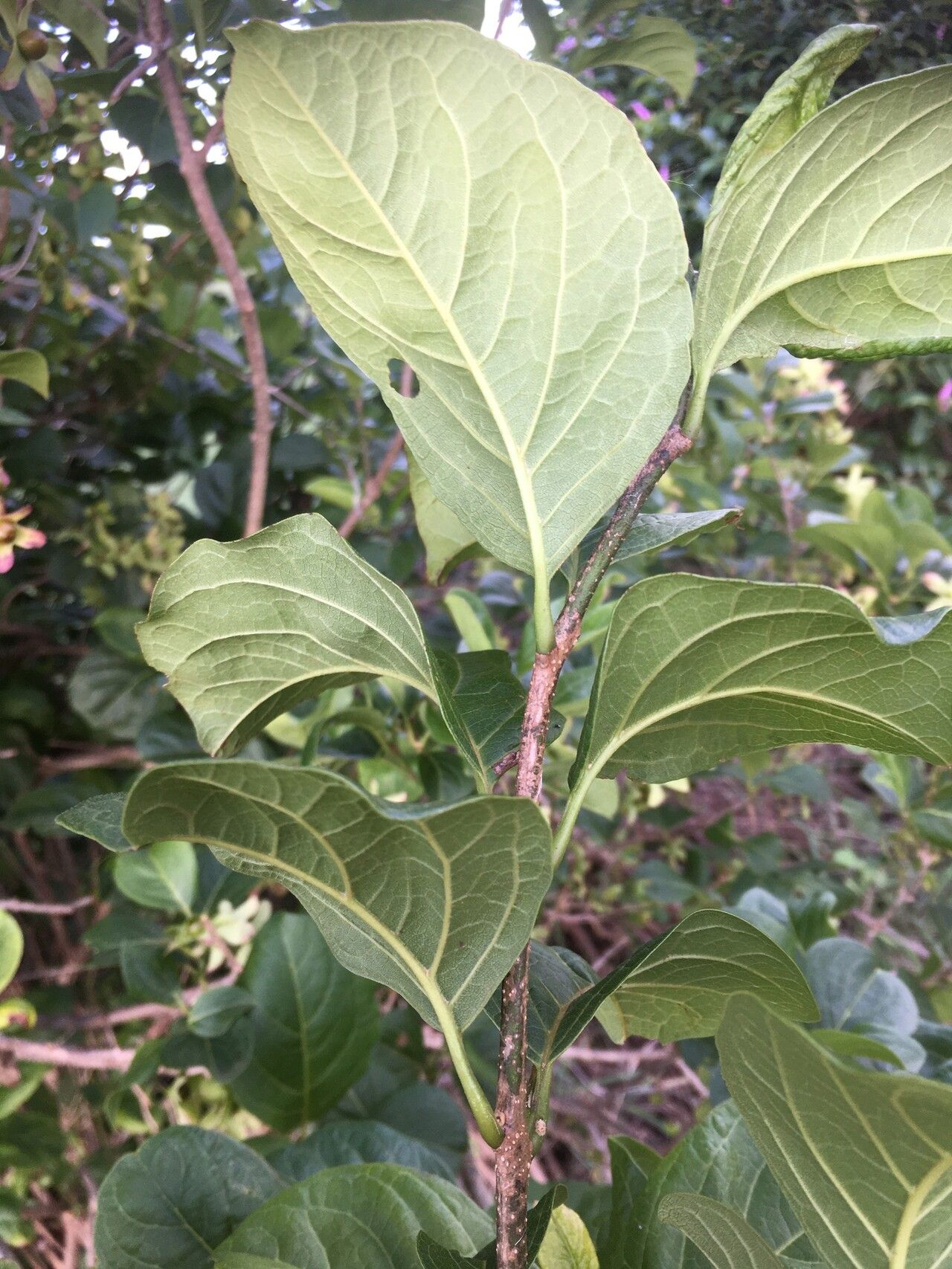 Karomia humbertii leaf
