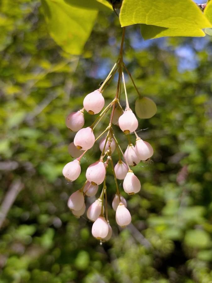 Berberis jamesiana fruit