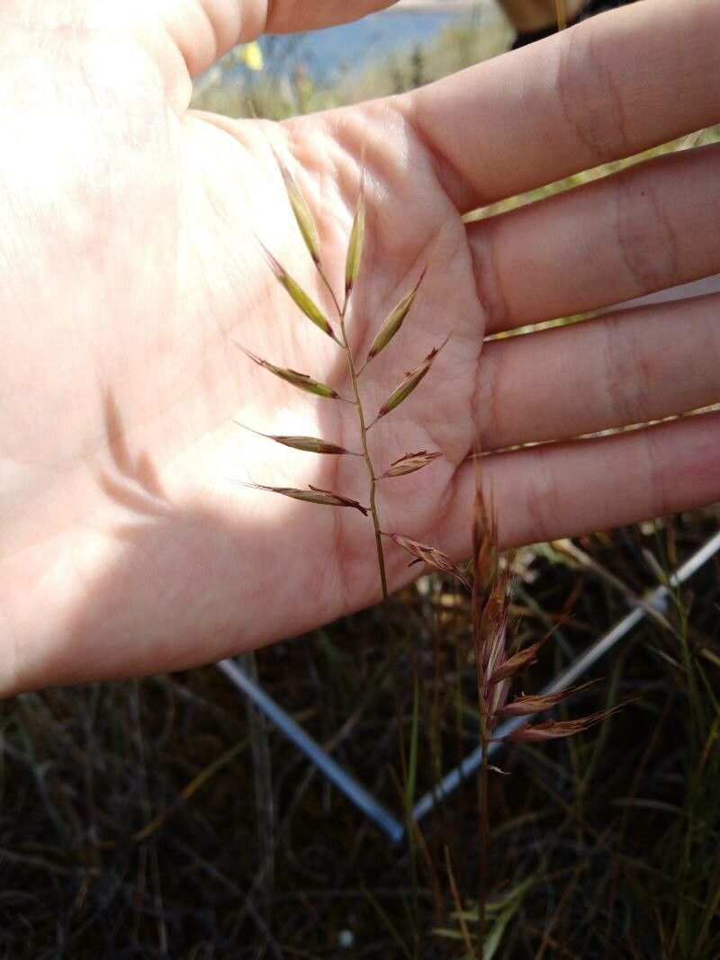 Vulpia microstachys — search result for 'Calamagrostis'