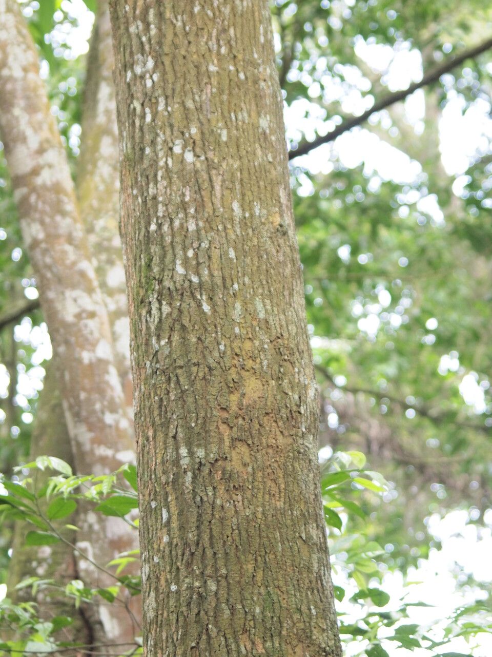 Morinda lucida bark